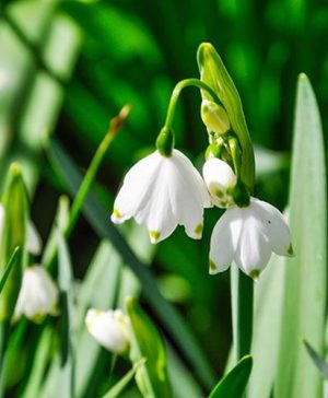 Leucojum aestivum&nbsp;  Snowflakes